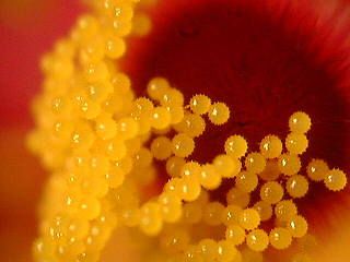 pollen