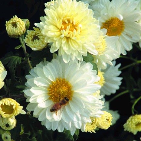 Chrysanthemum