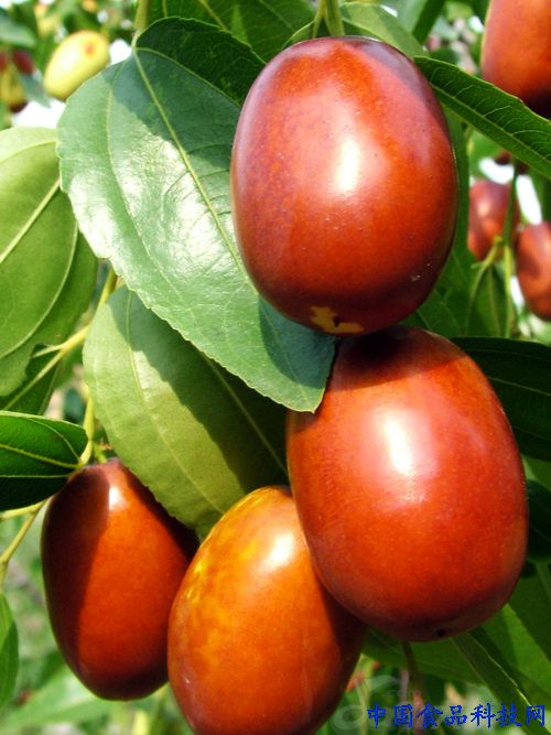 Jujube