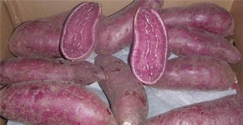 Purple sweet potato