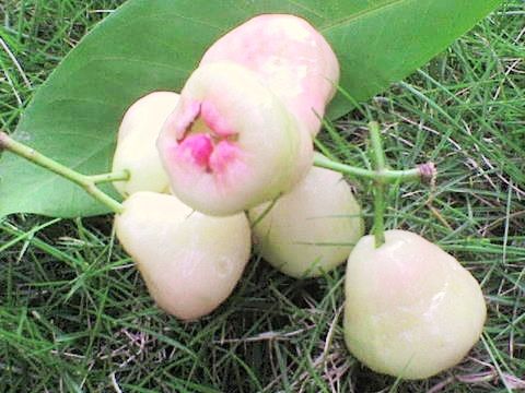 Ginseng fruit