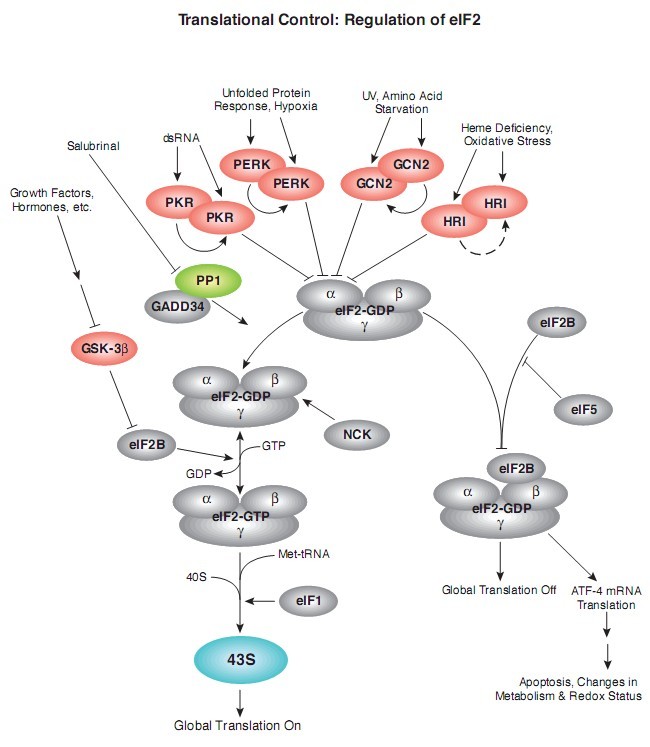 eIF2 regulatory signal pathway map