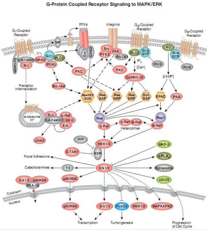 MAPK/Erk signal pathway map activated by G protein coupled receptor signaling pathway