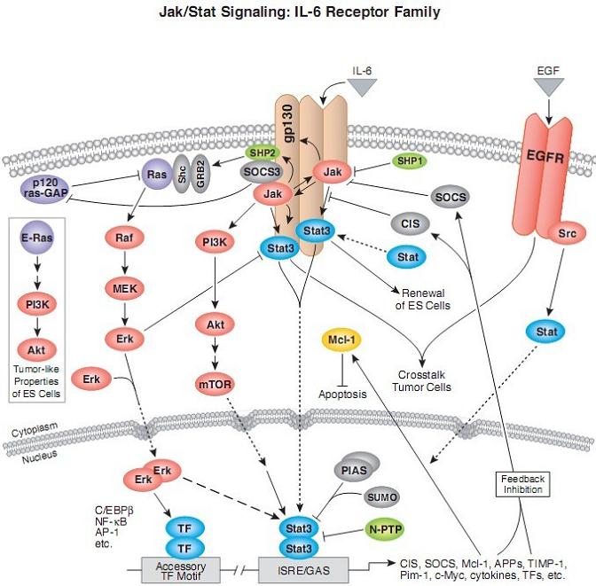 Jak/Stat signal path diagram