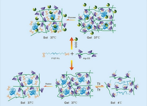 New achievements have been made in the study of multiple environmentally sensitive hydrogel systems at Chengdu Biology