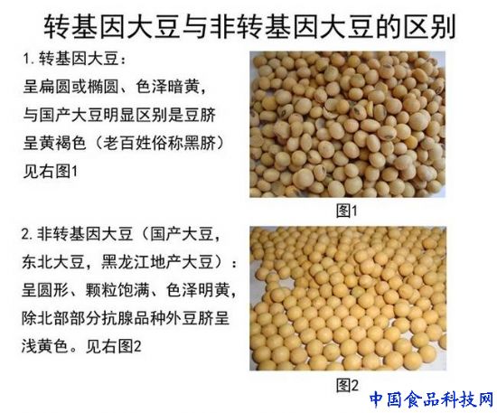 Soybean