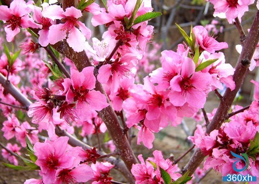 5 kinds of natural flowers and beauty methods make you more beautiful than flowers