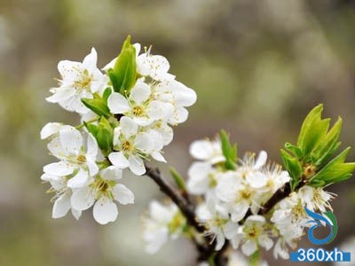 5 kinds of natural flowers and beauty methods make you more beautiful than flowers