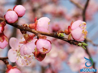 5 kinds of natural flowers and beauty methods make you more beautiful than flowers