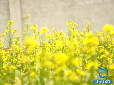 5 kinds of natural flowers and beauty methods make you more beautiful than flowers