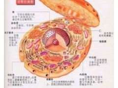 New mechanism of lipid droplet growth 1234