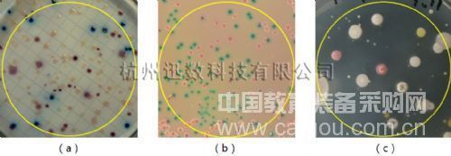 Colony counting_Innovative technology (3): Classification detection of multicolor colonies