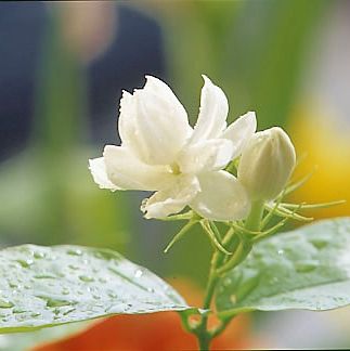 ç¦å·žèŒ‰èŽ‰èŠ±èŒ¶