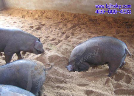 ç”Ÿç‰©å‘é…µåºŠå…»çŒª