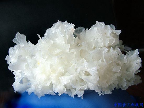 Tremella