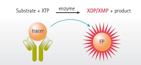 Transcreener Principle of Fluorescence Polarization Test