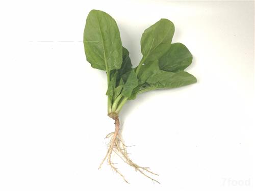 è èœ