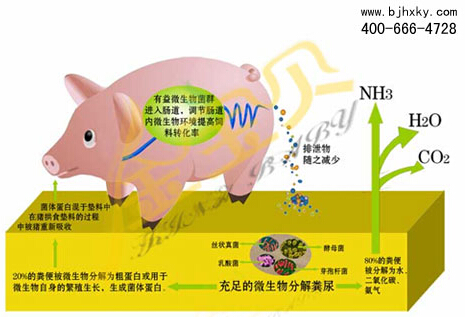 å‘é…µåºŠå…»çŒªåŽŸç†å›¾