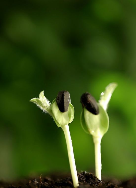 è±†èŠ½