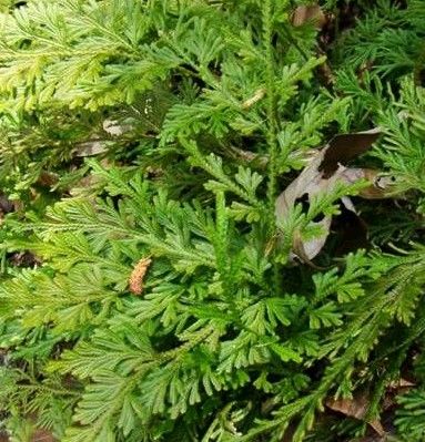 é‡‘èŠ±è‰