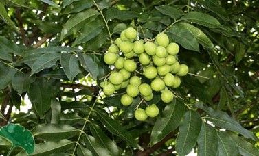 ä¸­è‰è¯