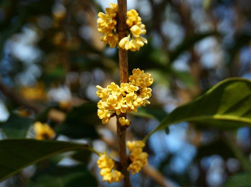 æ¡‚èŠ±èŒ¶