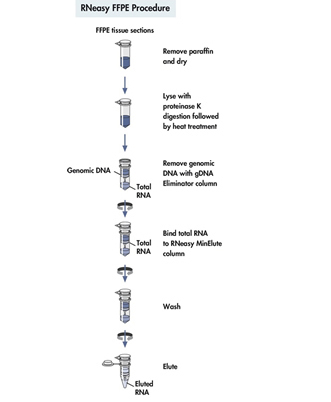 FFPE æ ·æœ¬æ ¸é…¸ DNA/RNA åˆ¶å¤‡å®Œç¾Žè§£å†³æ–¹æ¡ˆ