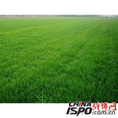 Natural Lawn