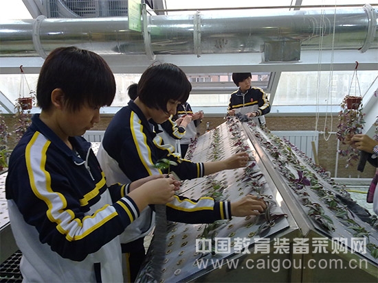 Seeding Activity