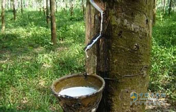 Rubber production real scene