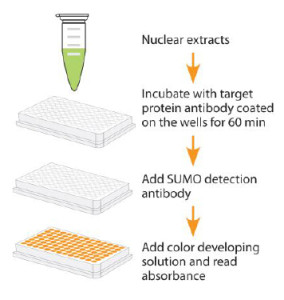 SumoåŒ–è›‹ç™½å®šé‡è¯•å‰‚ç›’â€”å°æ³›ç´ åŒ–ç ”ç©¶åˆ©å™¨