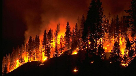 Forest Fire Protection * - Solar Forest Fire Proof