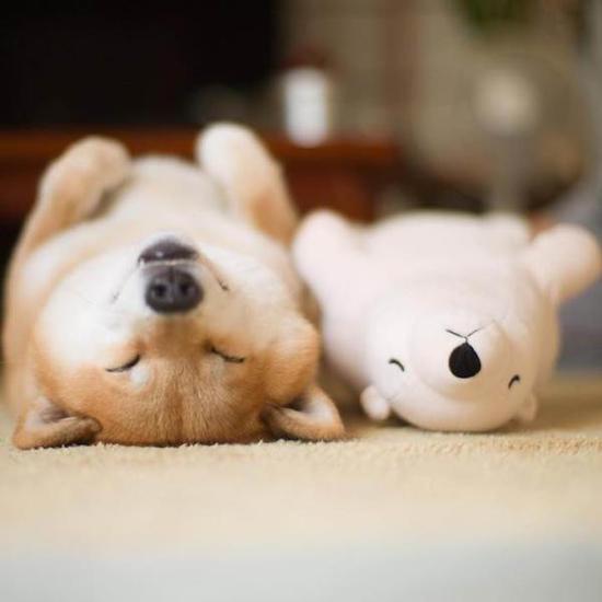 It is not only children who like plush toys, but also this Shiba Inu dog.