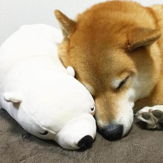 It is not only children who like plush toys, but also this Shiba Inu dog.