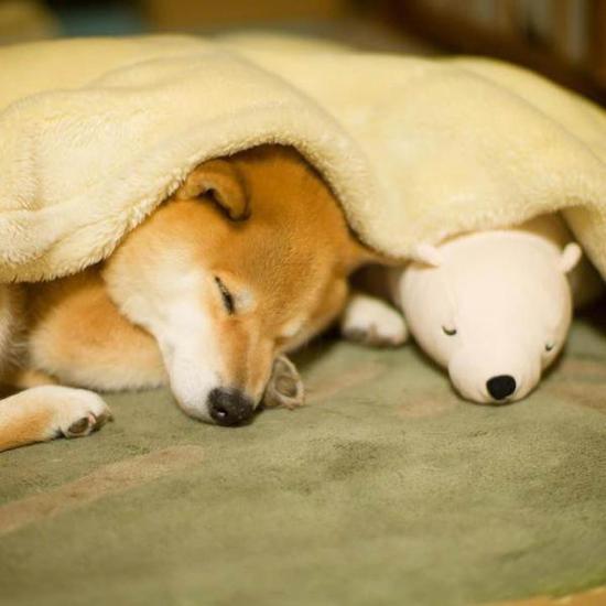It is not only children who like plush toys, but also this Shiba Inu dog.