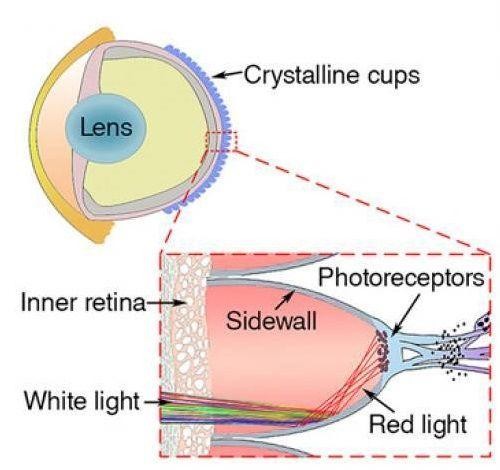 Bionic artificial eye increases human night vision by 10 times