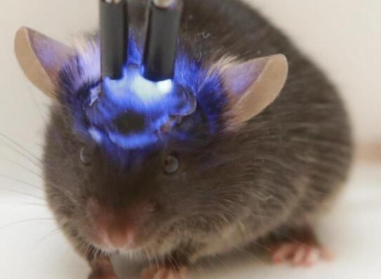 Manipulating mouse brain nerve cells can enhance and delete part of the memory