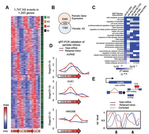 Timing regulation mechanism and function of RNA cycle