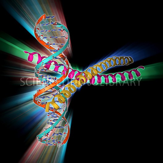 The DNA pre-transcription initiation complex structure is released!