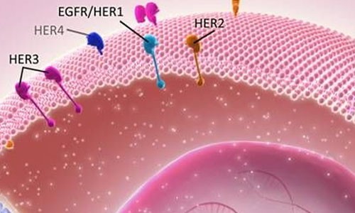 HR+/HER2-Treatment Status of Breast Cancer