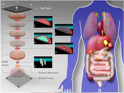 College student research and development organ microfluidic chip