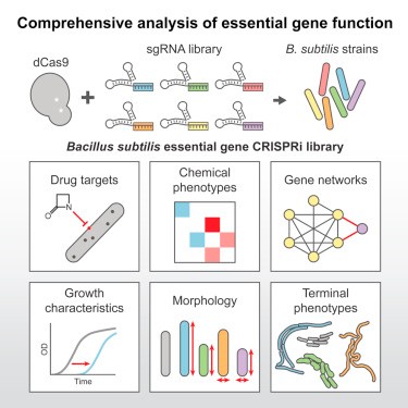 Cell Releases New Achievements in CRISPRi Research