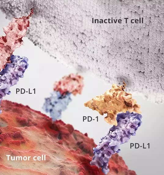 The first small molecule immune checkpoint inhibitor IND was approved