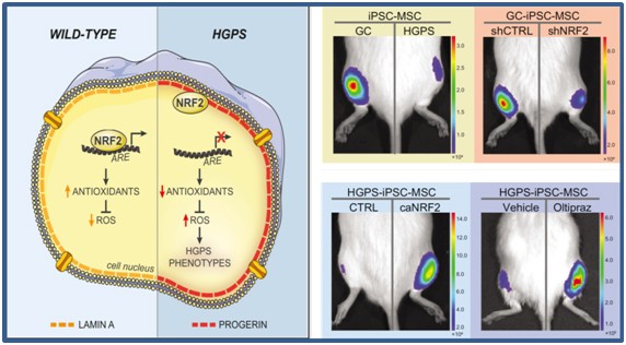 The Chinese Academy of Sciences reveals the key pathway to reverse the aging of human stem cells