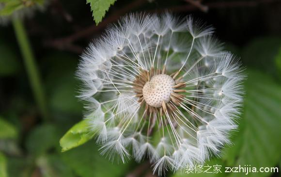 è’²å…¬è‹±çš„åŠŸæ•ˆä¸Žä½œç”¨