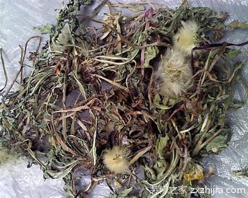 è’²å…¬è‹±çš„ä½¿ç”¨ç¦å¿Œ