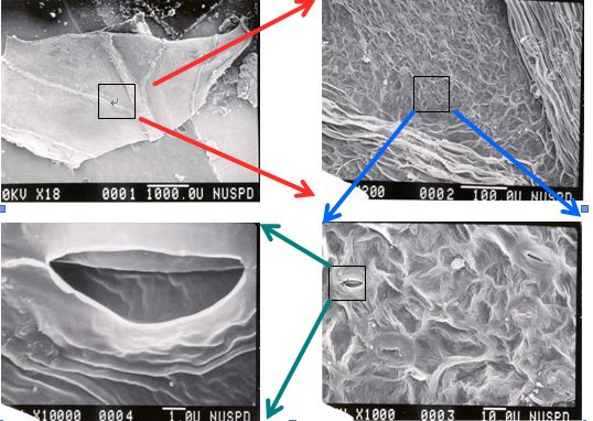 Analysis of main performance parameters of scanning electron microscope