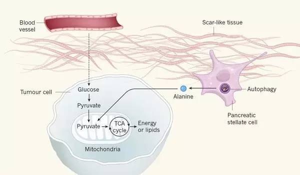 â–² stellate cells deliver nutrients to pancreatic cancer cells (Source: Nature)