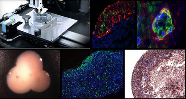 Organovo launches biomedical 3D printing human kidney tissue product ExVive