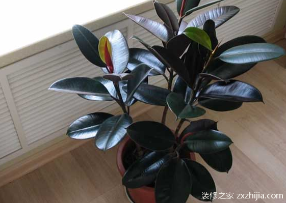 æ©¡çš®æ ‘çš„ä½œç”¨